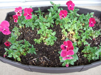 DSCF7528.jpg