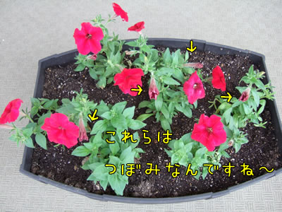 DSCF7542.jpg