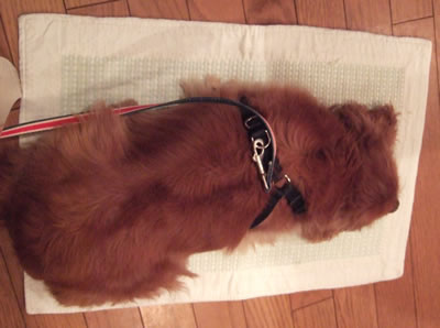 DSCF8453.jpg