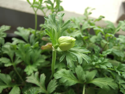 DSCF8641.jpg