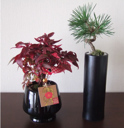 DSCF8652.jpg