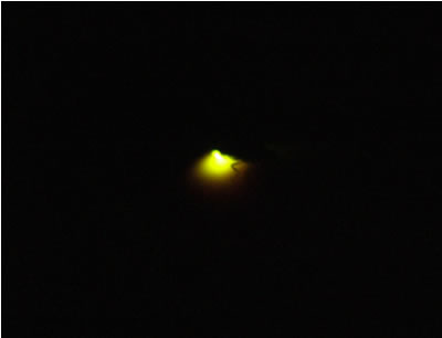 DSCF9010.jpg