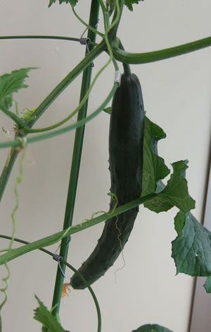 DSCF9114.jpg