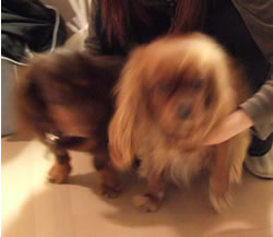 hachi1.jpg