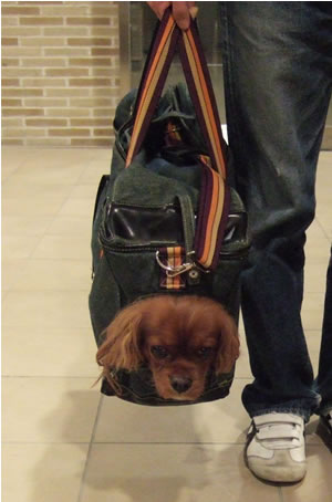 hachi 13.jpg