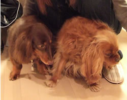 hachi9.jpg