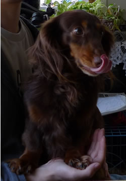 hachipero.jpg