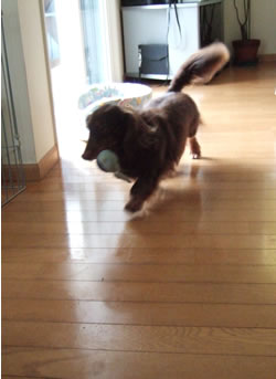 hachi2.jpg