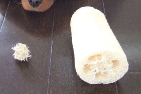 hechima 1.JPG
