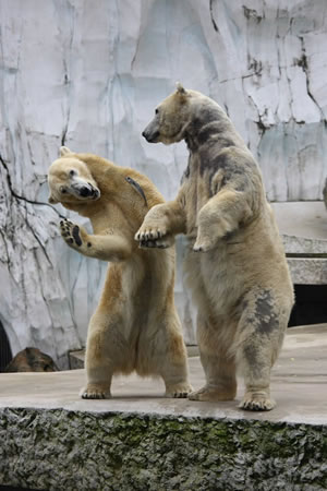 whitebear.jpg